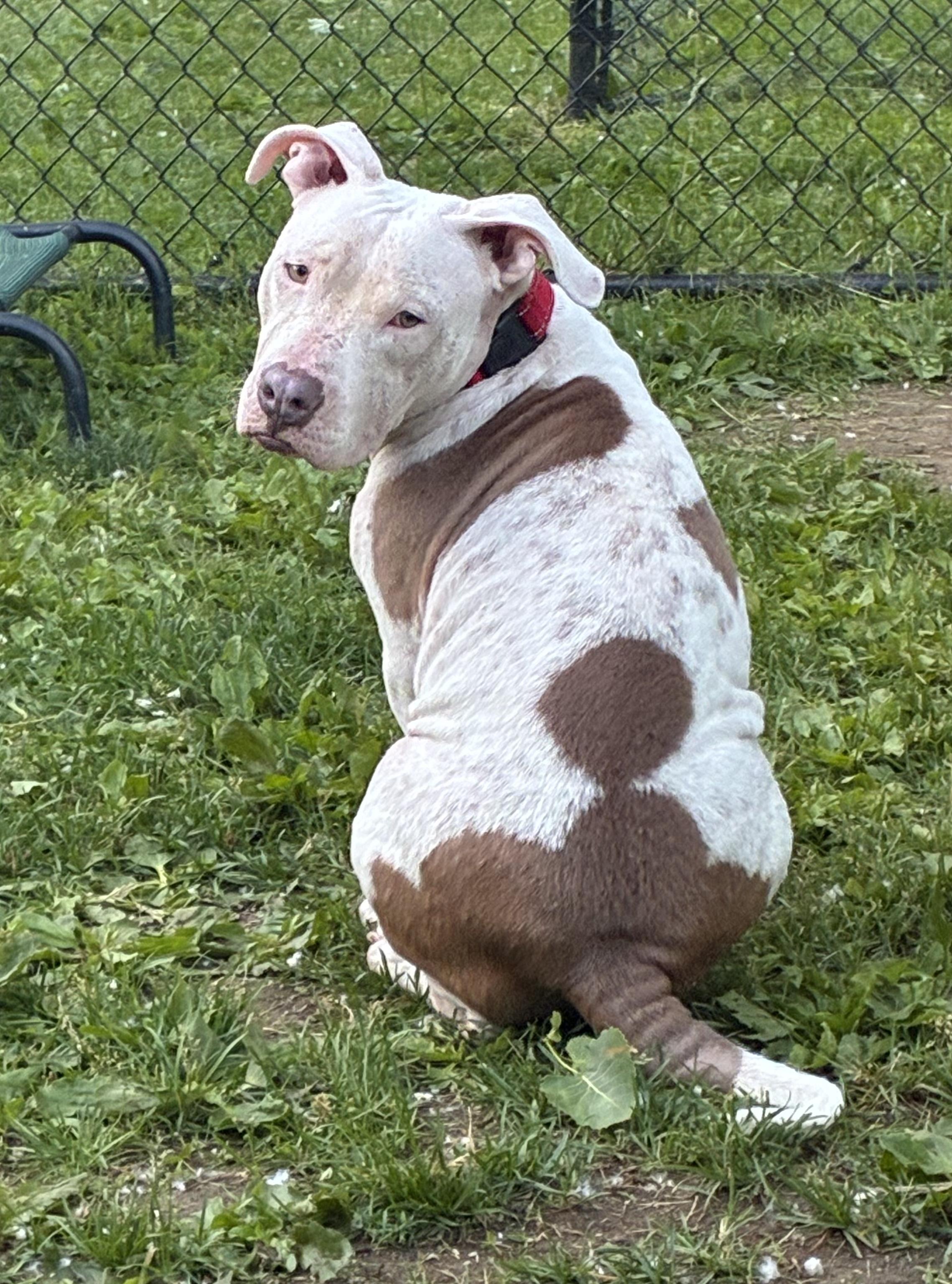 Enlarge Minina, an adoptable Mixed Breed in Ridgefield, CT image 6/6