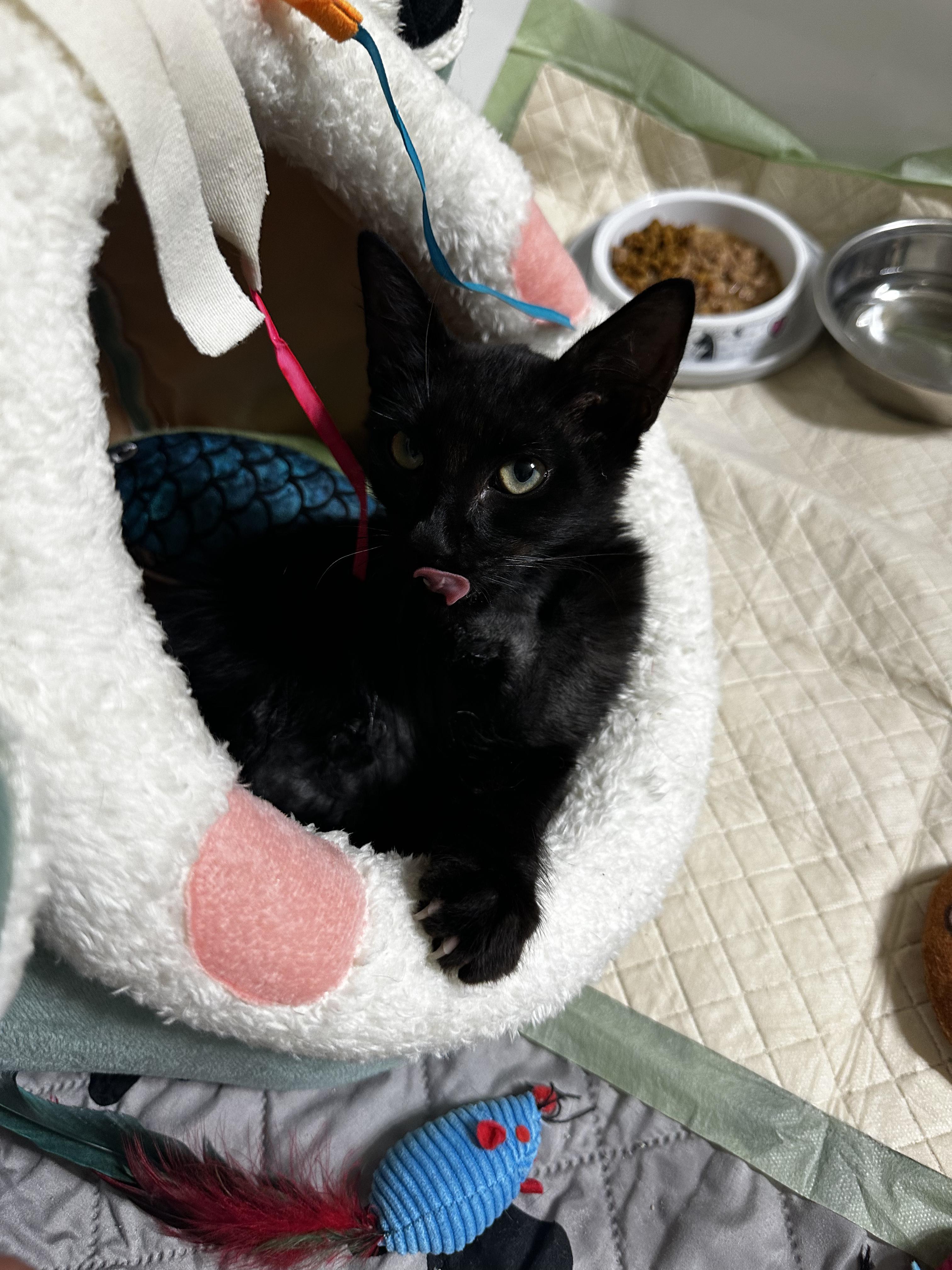 Enlarge Binx, a Adopted Domestic Medium Hair in Coconut Creek, FL image 1/3