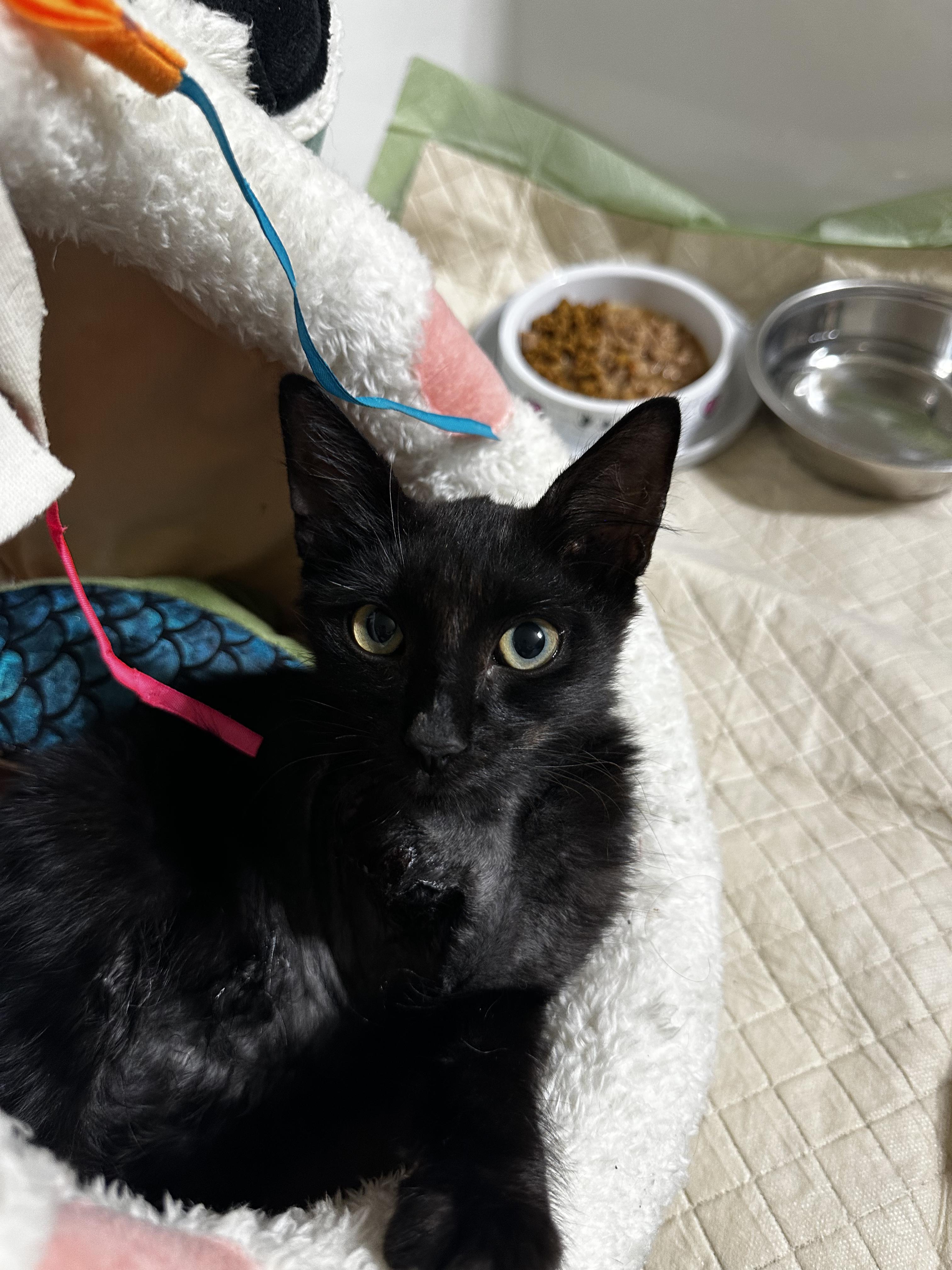 Enlarge Binx, a Adopted Domestic Medium Hair in Coconut Creek, FL image 2/3