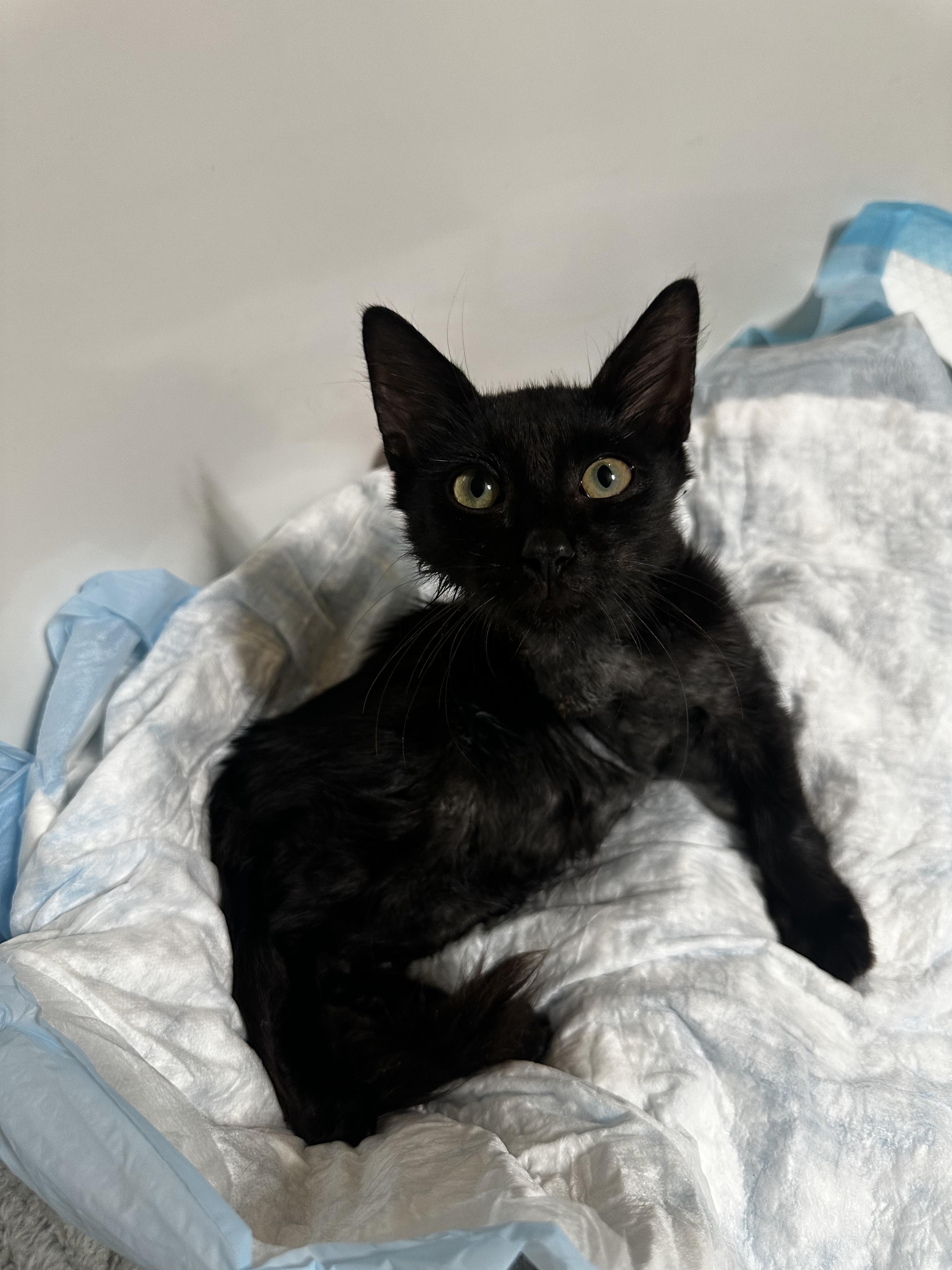 Enlarge Binx, a Adopted Domestic Medium Hair in Coconut Creek, FL image 3/3