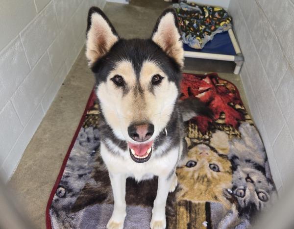 Enlarge Lamar, a Adoptable mixed breed in Oceanside, CA image 1/1