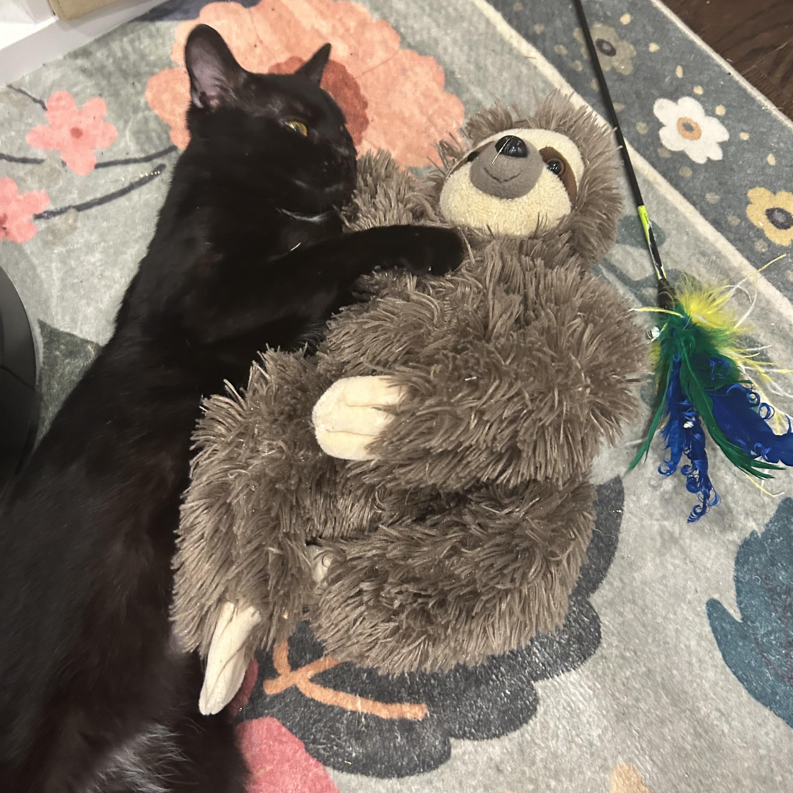 Draco, a ADOPTABLE mixed breed in New york, NY image 6/6