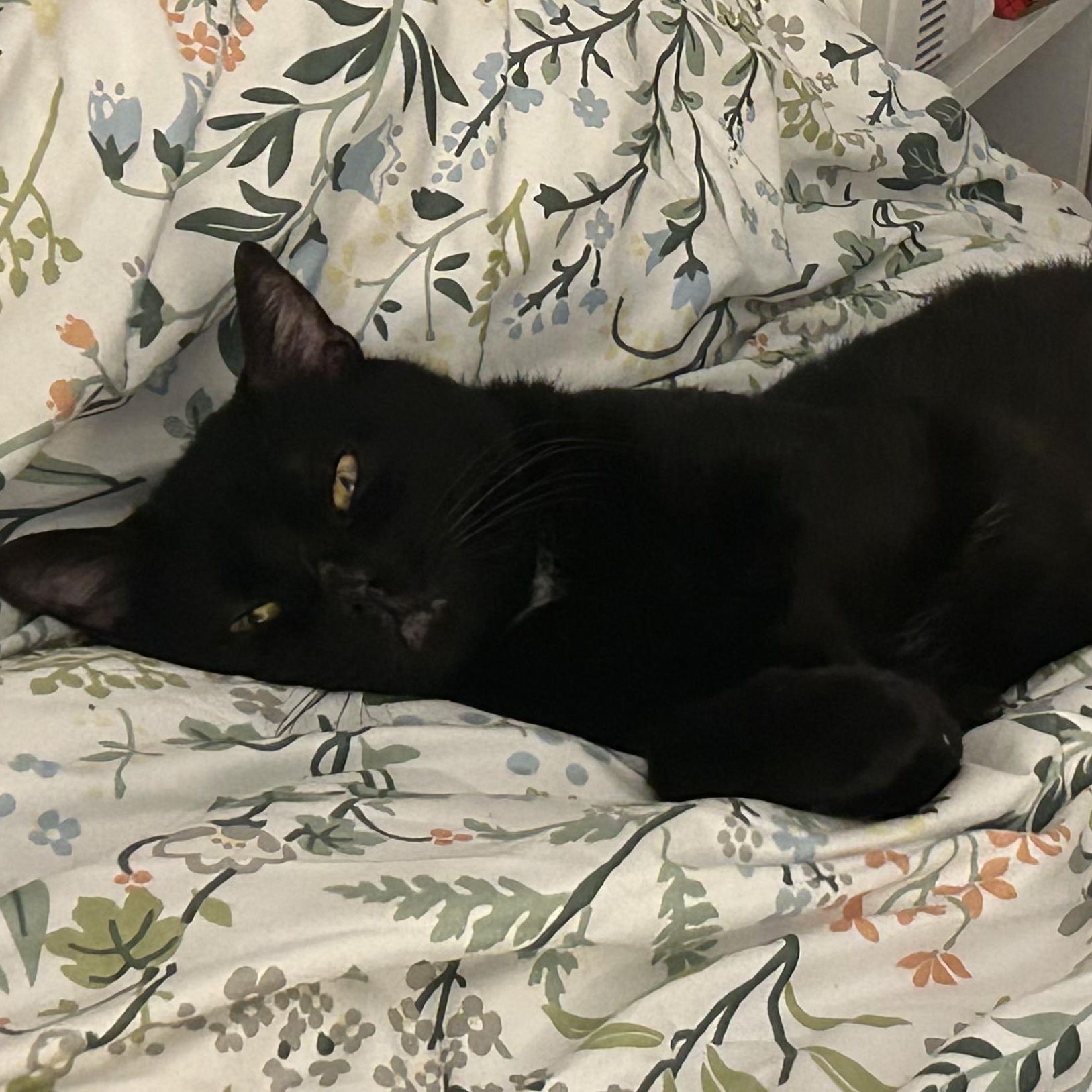 Draco, a ADOPTABLE mixed breed in New york, NY image 5/6