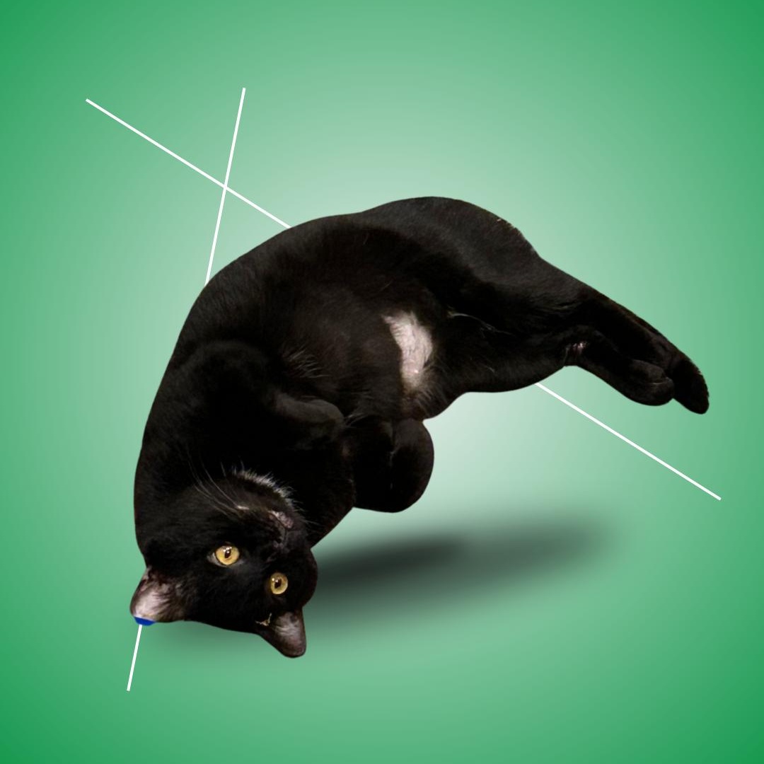 Draco, ADOPTABLE, Adult Male Domestic Short Hair.