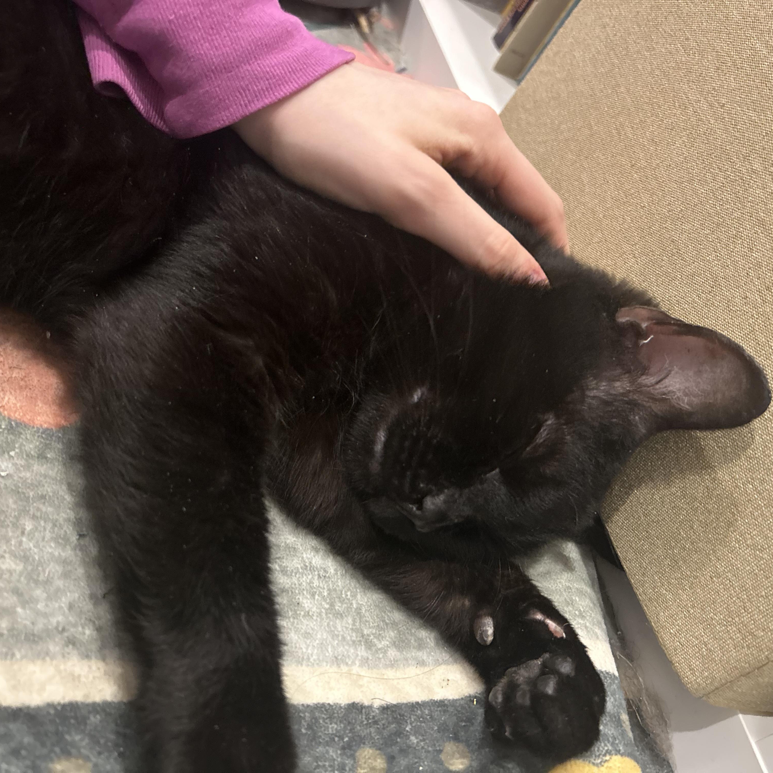 Draco, a ADOPTABLE mixed breed in New york, NY image 3/6