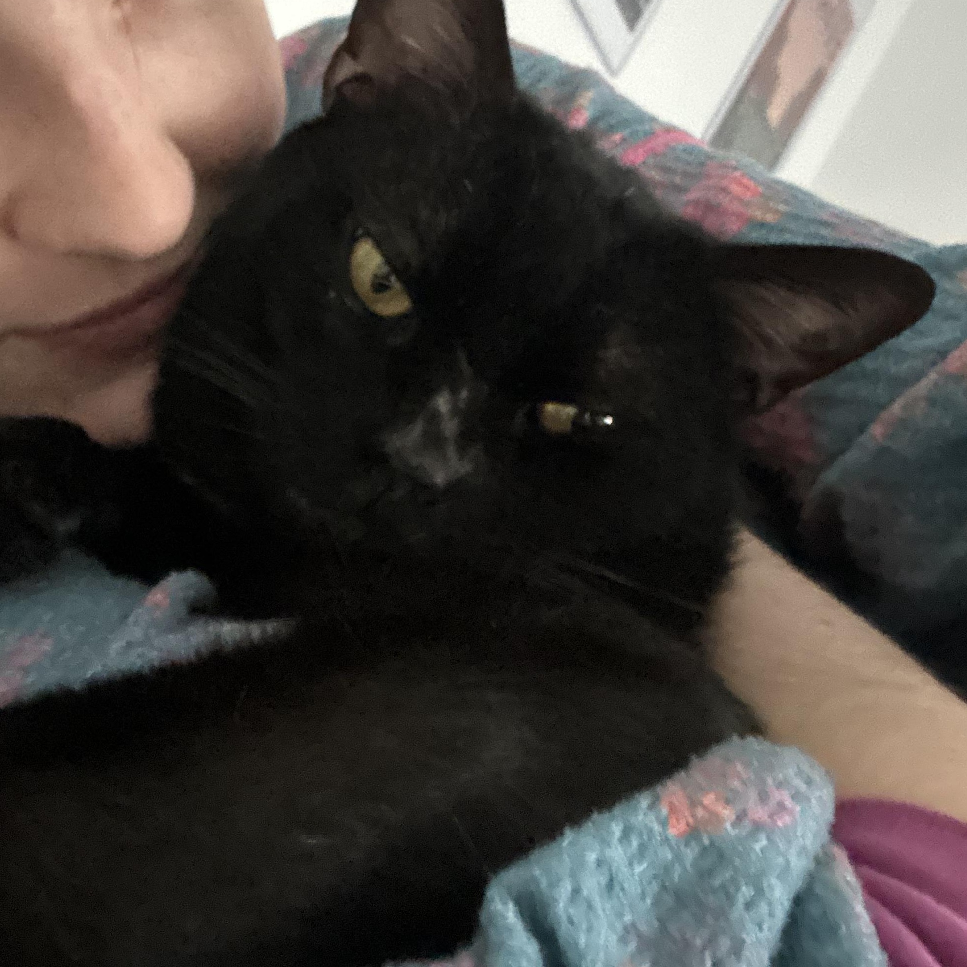 Draco, ADOPTABLE, Adult Male Domestic Short Hair.