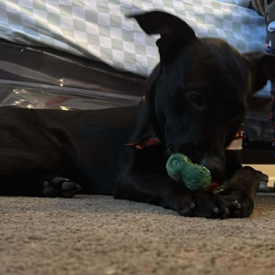 Toro, Adoptable, Young Male Pit Bull Terrier.