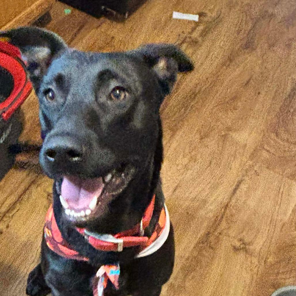 Toro, a Adoptable Pit Bull Terrier in Hope Mills, NC image 2/3