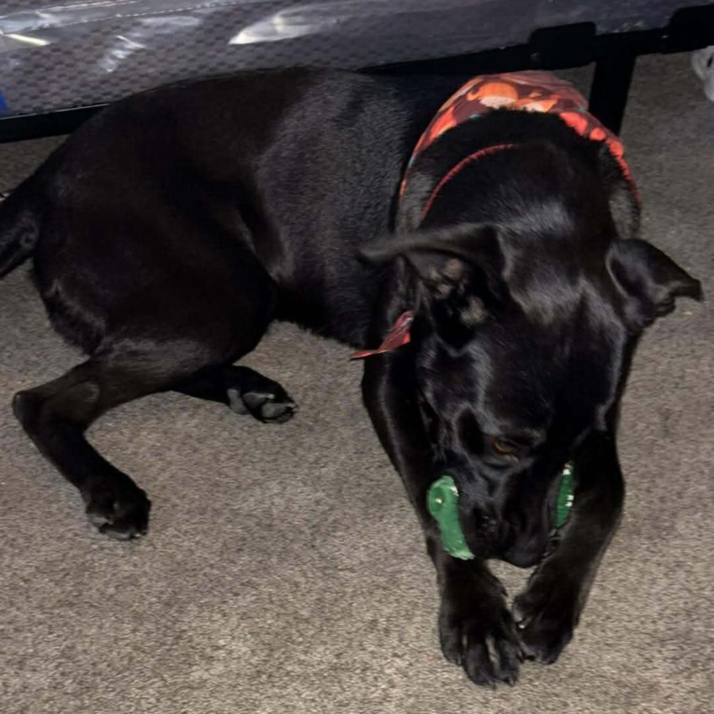 Toro, a Adoptable Pit Bull Terrier in Hope Mills, NC image 3/3