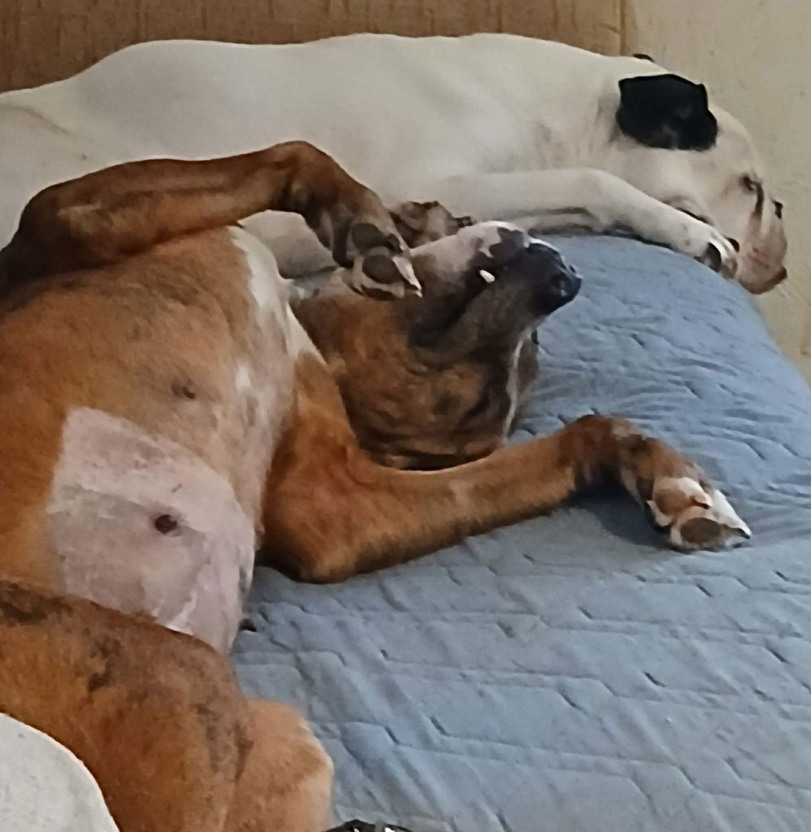 Fianna, Adoptable, Young Female Pit Bull Terrier.