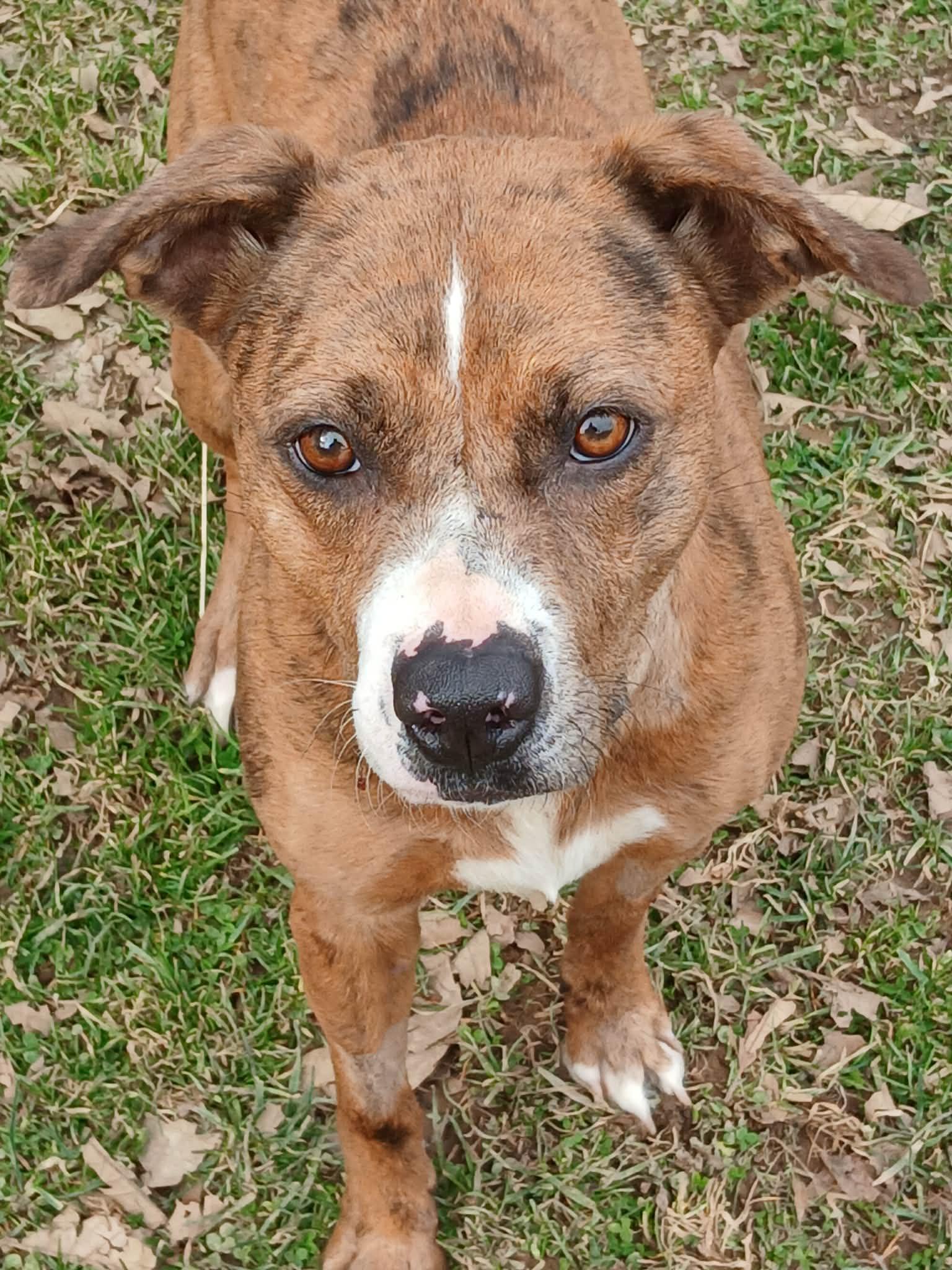 Enlarge Fianna, a Adoptable Pit Bull Terrier in Ceres, VA image 2/3