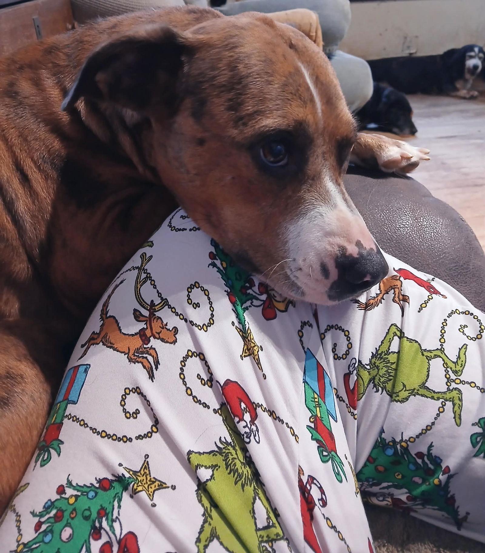 Enlarge Fianna, a Adoptable Pit Bull Terrier in Ceres, VA image 3/3