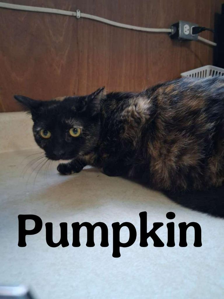 Pumpkin, Adoptable, Young Female Domestic Short Hair.