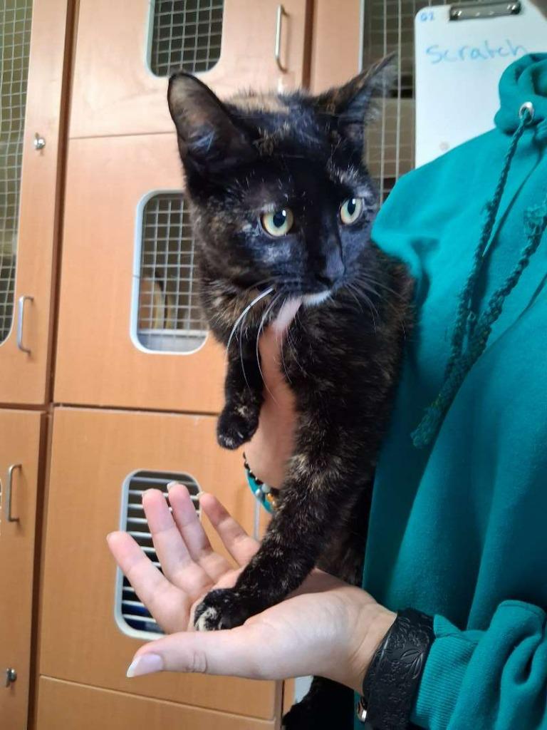 Enlarge Pumpkin, a Adoptable Domestic Short Hair in Hillsboro, OH image 2/3