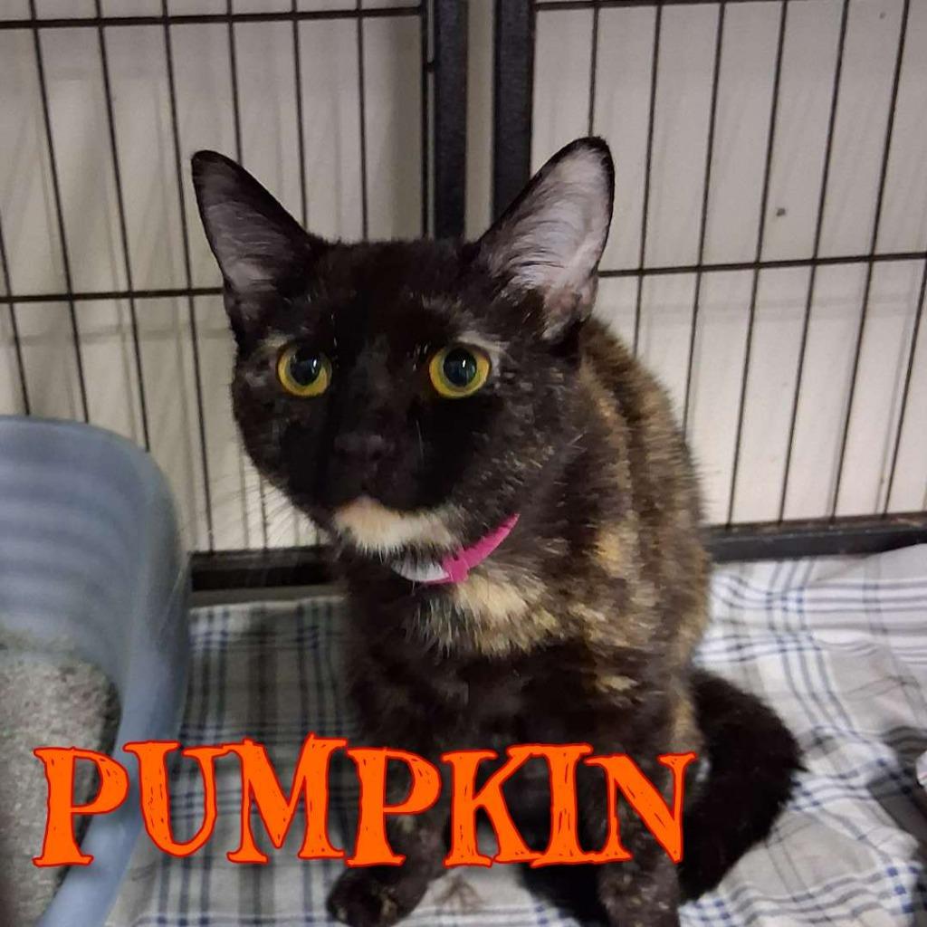 Enlarge Pumpkin, a Adoptable Domestic Short Hair in Hillsboro, OH image 3/3