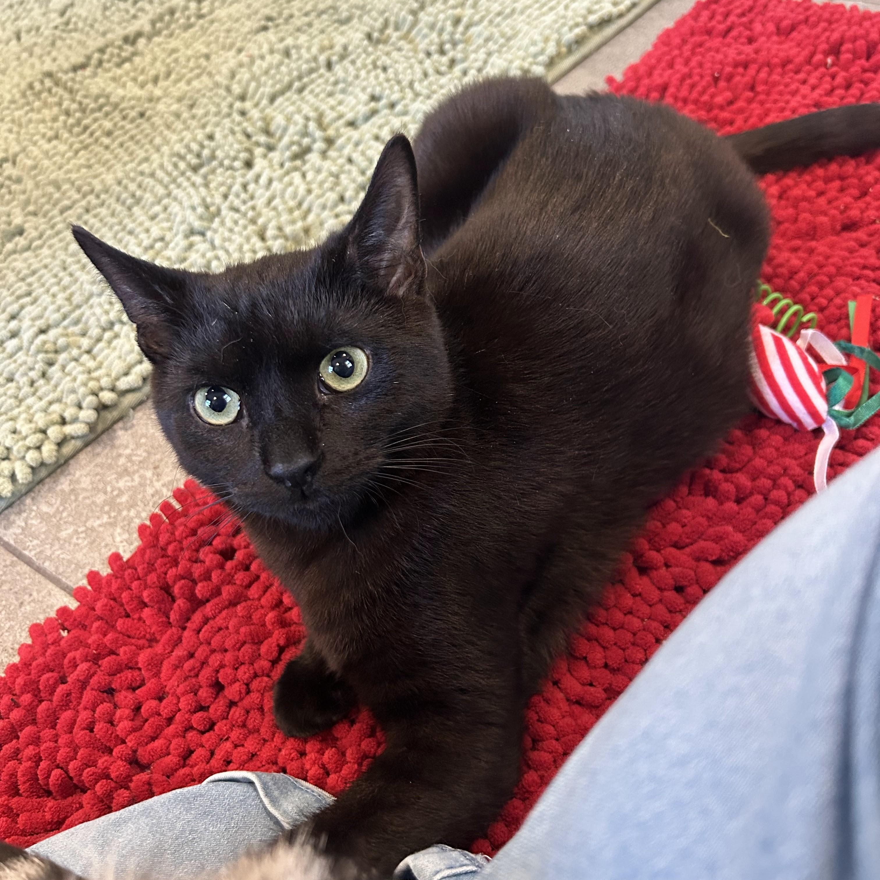 Vinnie , a Adoptable mixed breed in Woodbury, NJ image 6/6