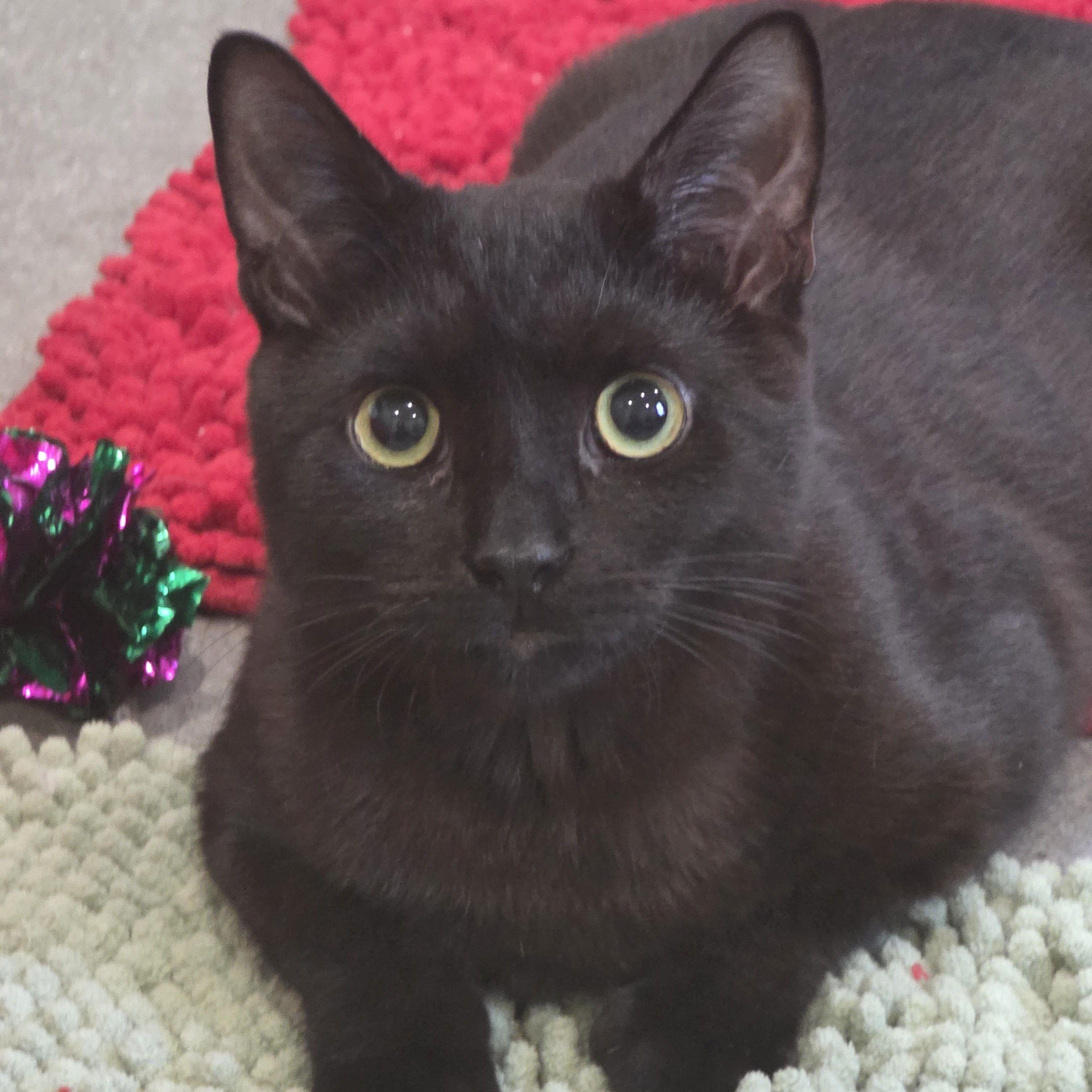 Vinnie , Adoptable, Young Male Domestic Short Hair.