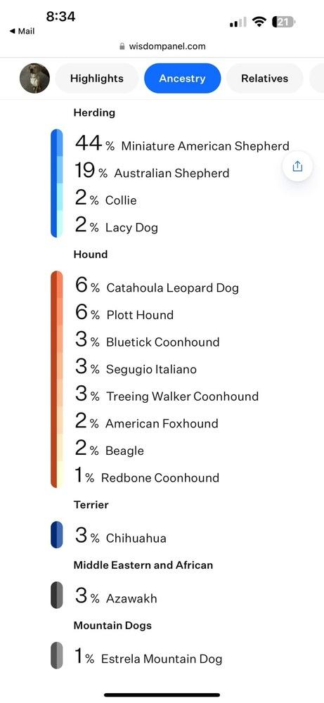George, Adoptable, Young Male Husky & Labrador Retriever.