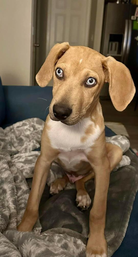 Enlarge George, a Adoptable mixed breed in Colorado Springs, CO image 2/6