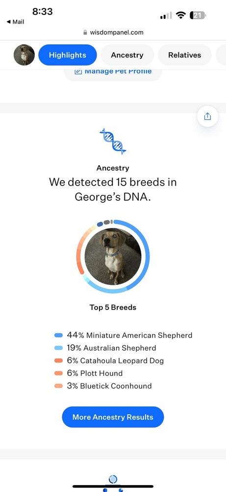 Enlarge George, a Adoptable mixed breed in Colorado Springs, CO image 3/6