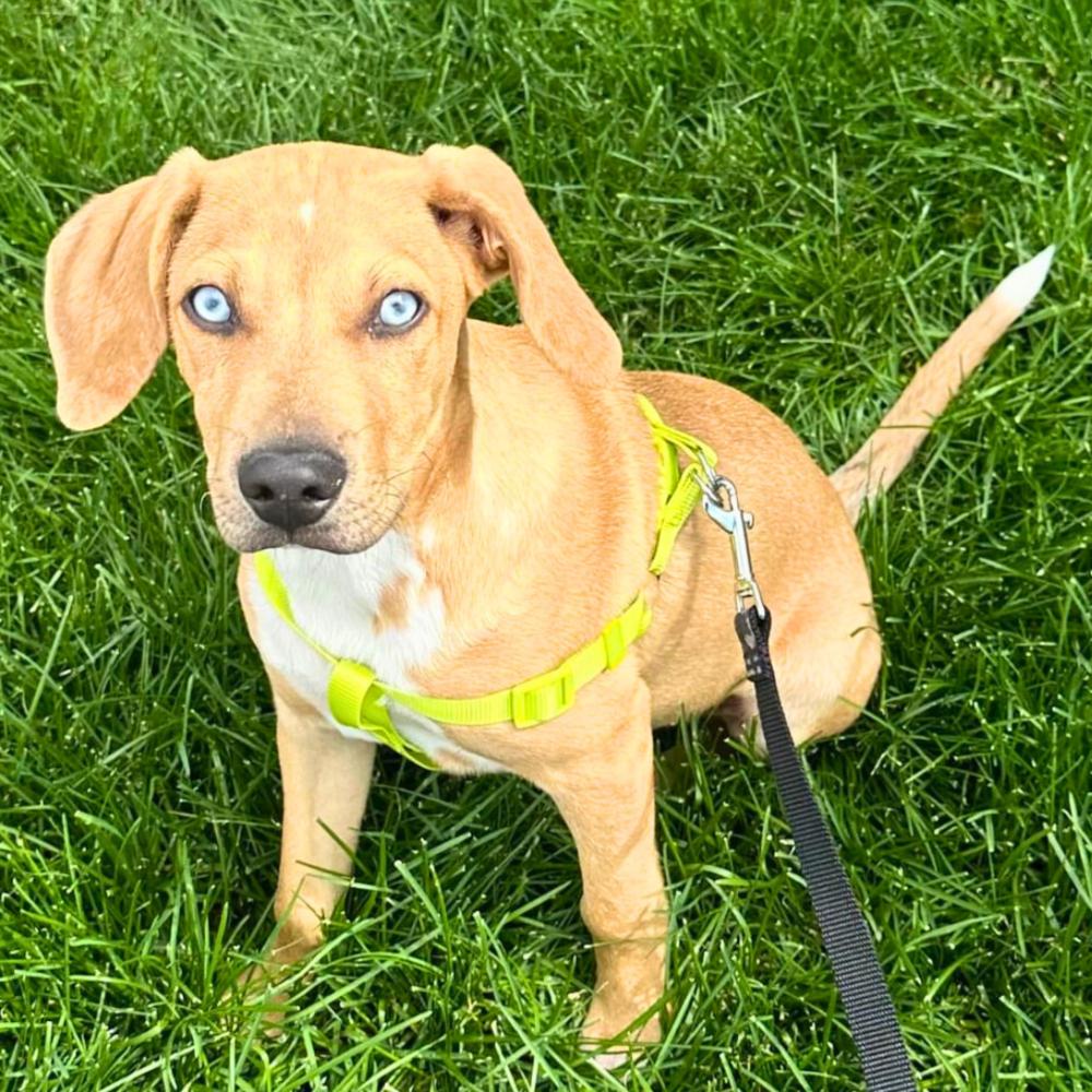 Enlarge George, a Adoptable mixed breed in Colorado Springs, CO image 4/6