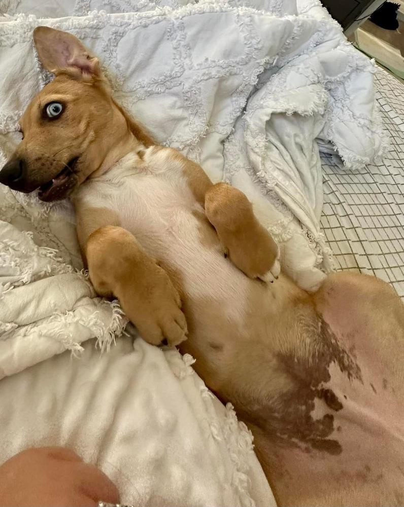 Enlarge George, a Adoptable mixed breed in Colorado Springs, CO image 5/6