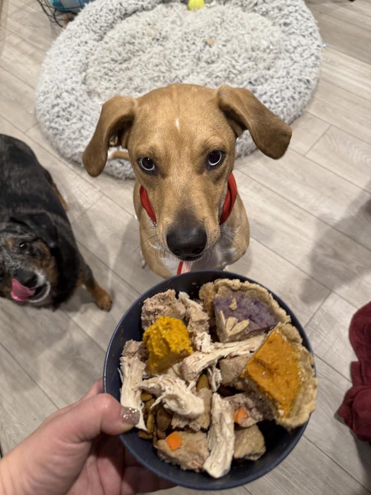 Enlarge George, a Adoptable mixed breed in Colorado Springs, CO image 6/6