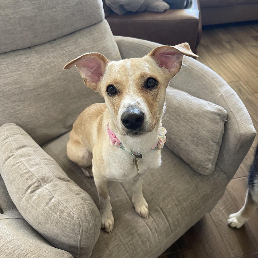 Honey, a Adoptable mixed breed in Kanab, UT image 1/3