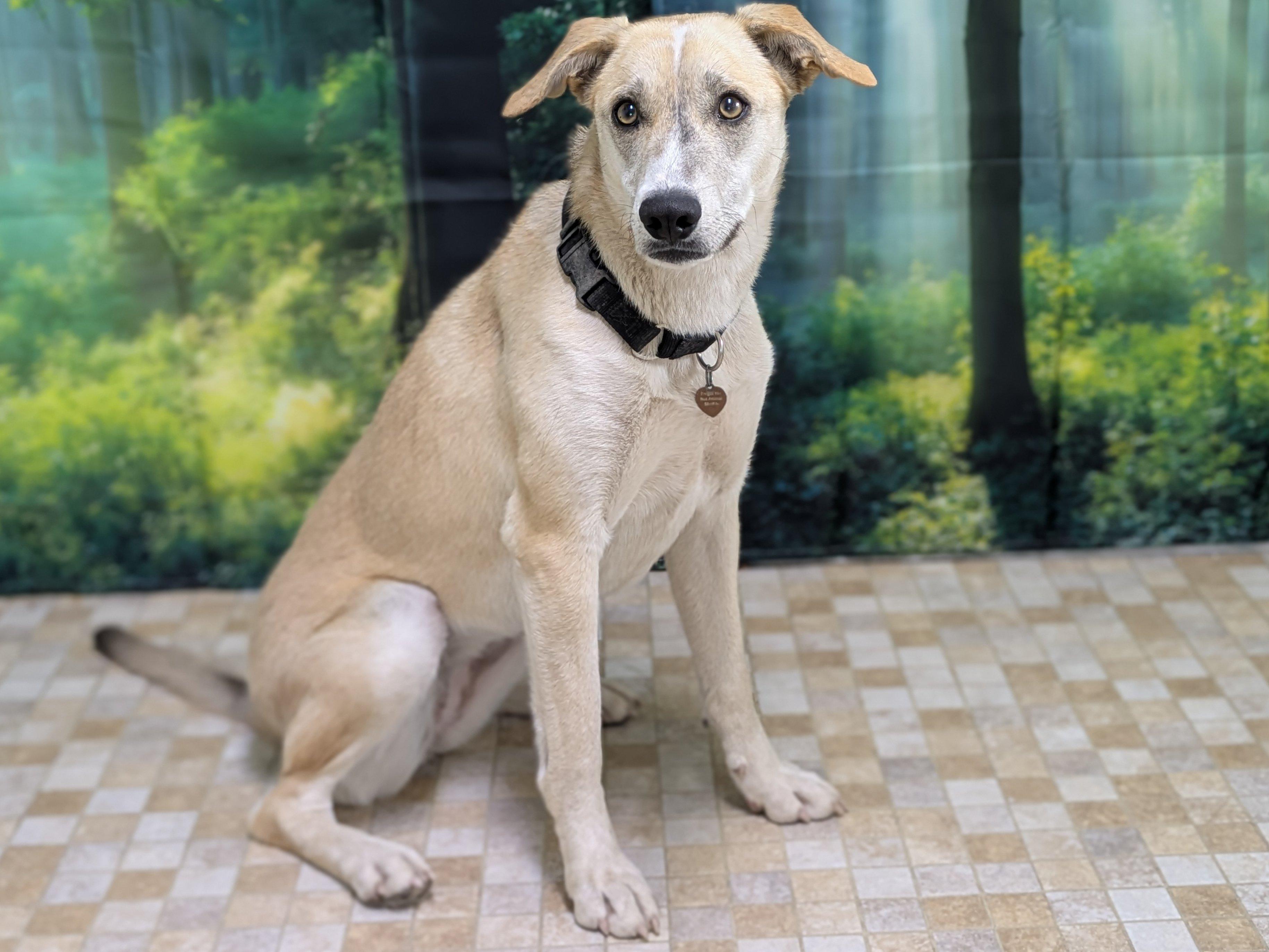 Enlarge Sarah, a Adoptable mixed breed in Republic, WA image 4/6