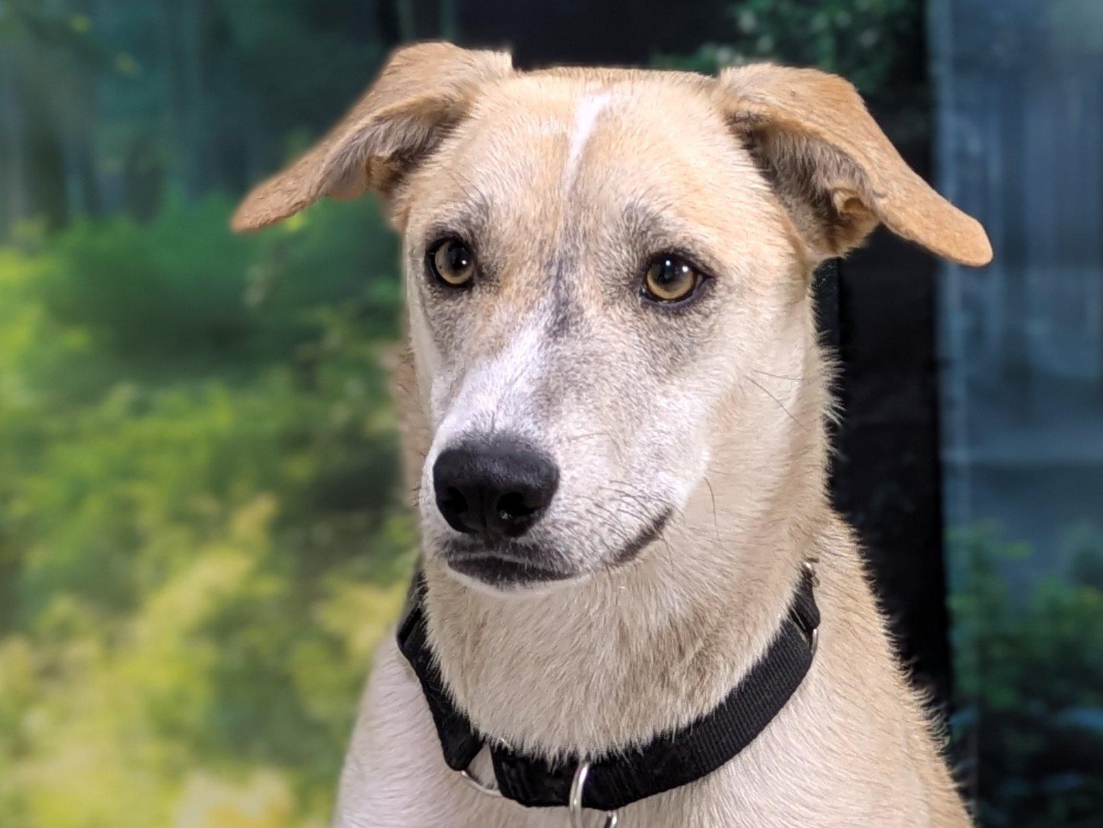 Sarah, Adoptable, Adult Female Shepherd & Mixed Breed.