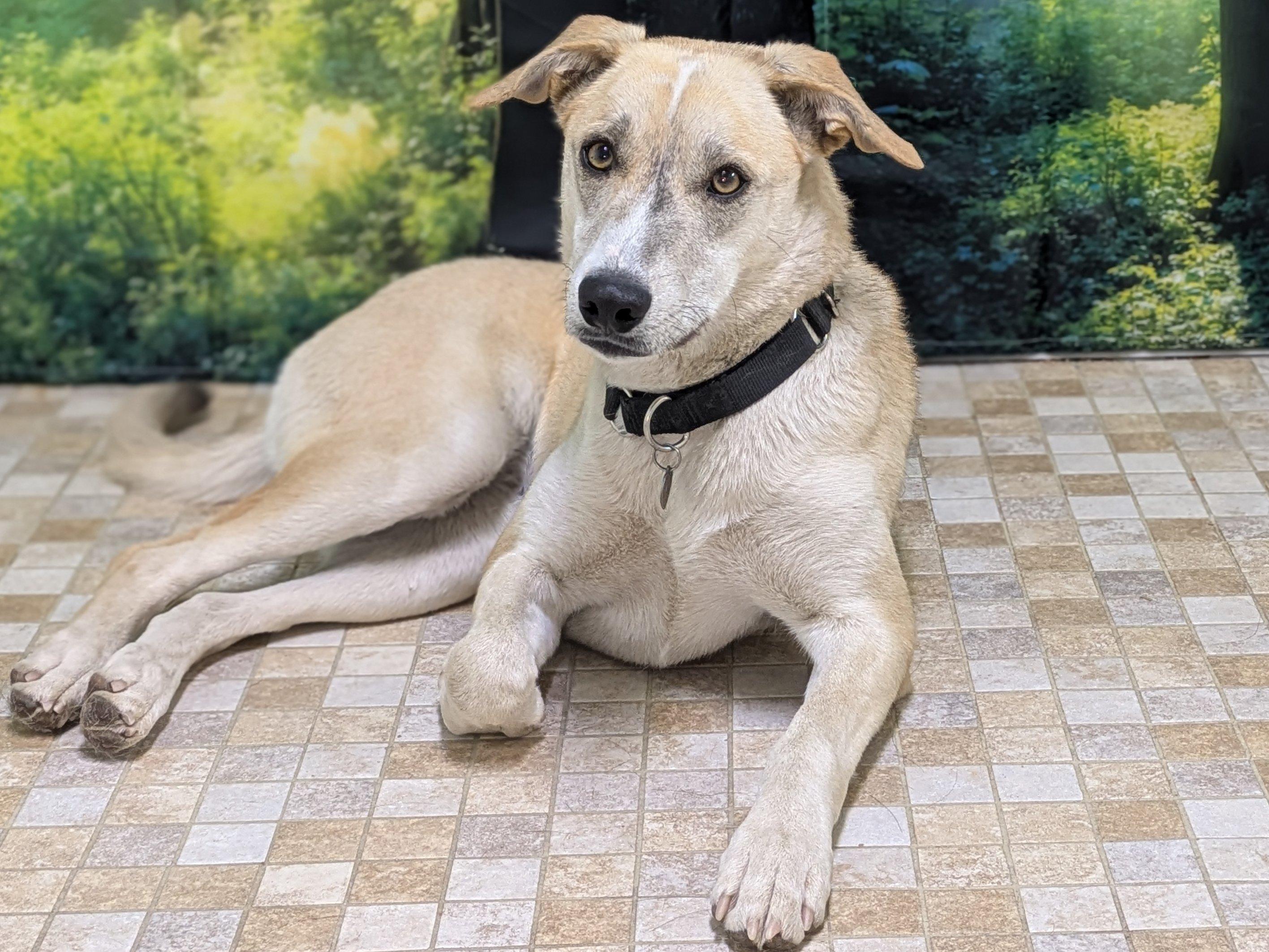 Enlarge Sarah, a Adoptable mixed breed in Republic, WA image 5/6