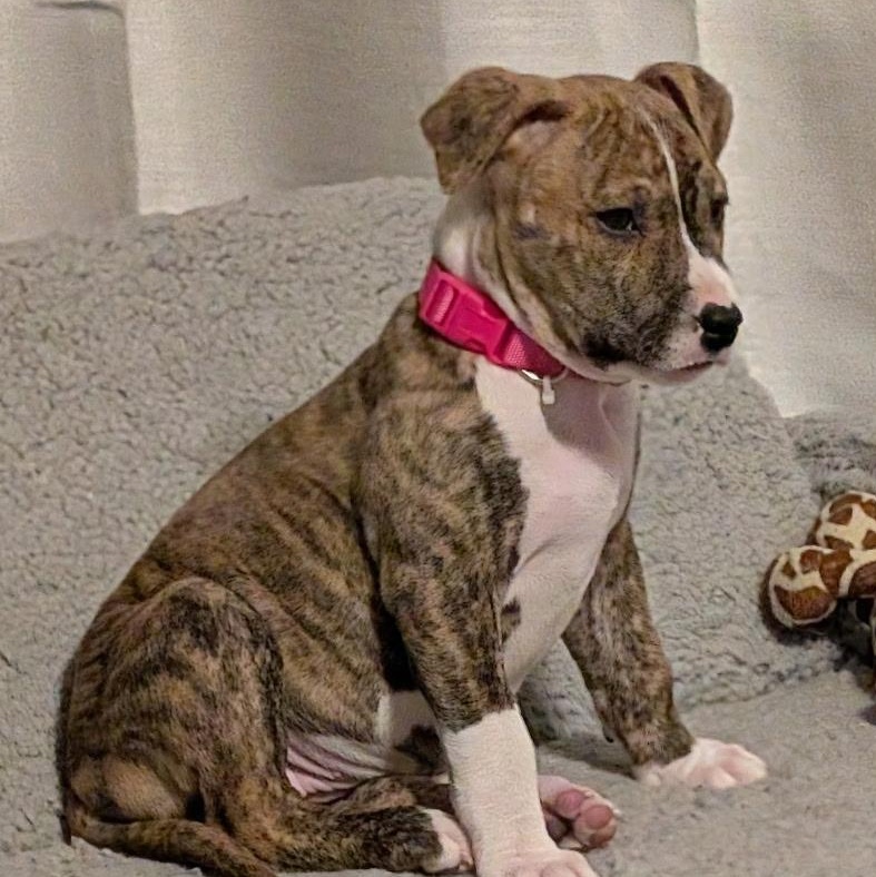 Enlarge Fae, a ADOPTABLE mixed breed in Bettendorf, IA image 1/4