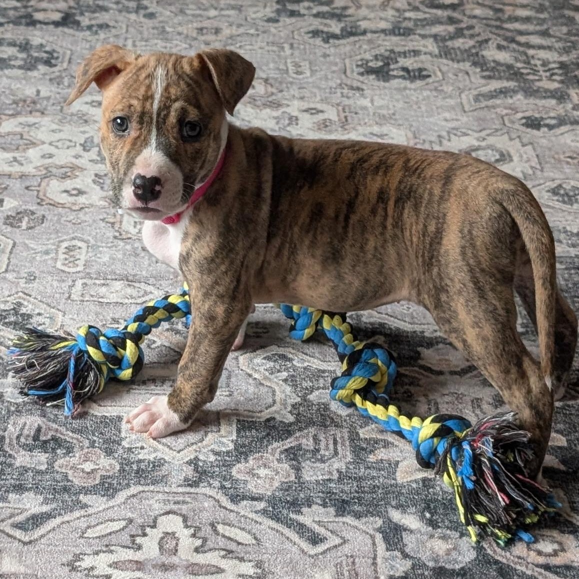 Enlarge Fae, a ADOPTABLE mixed breed in Bettendorf, IA image 4/4