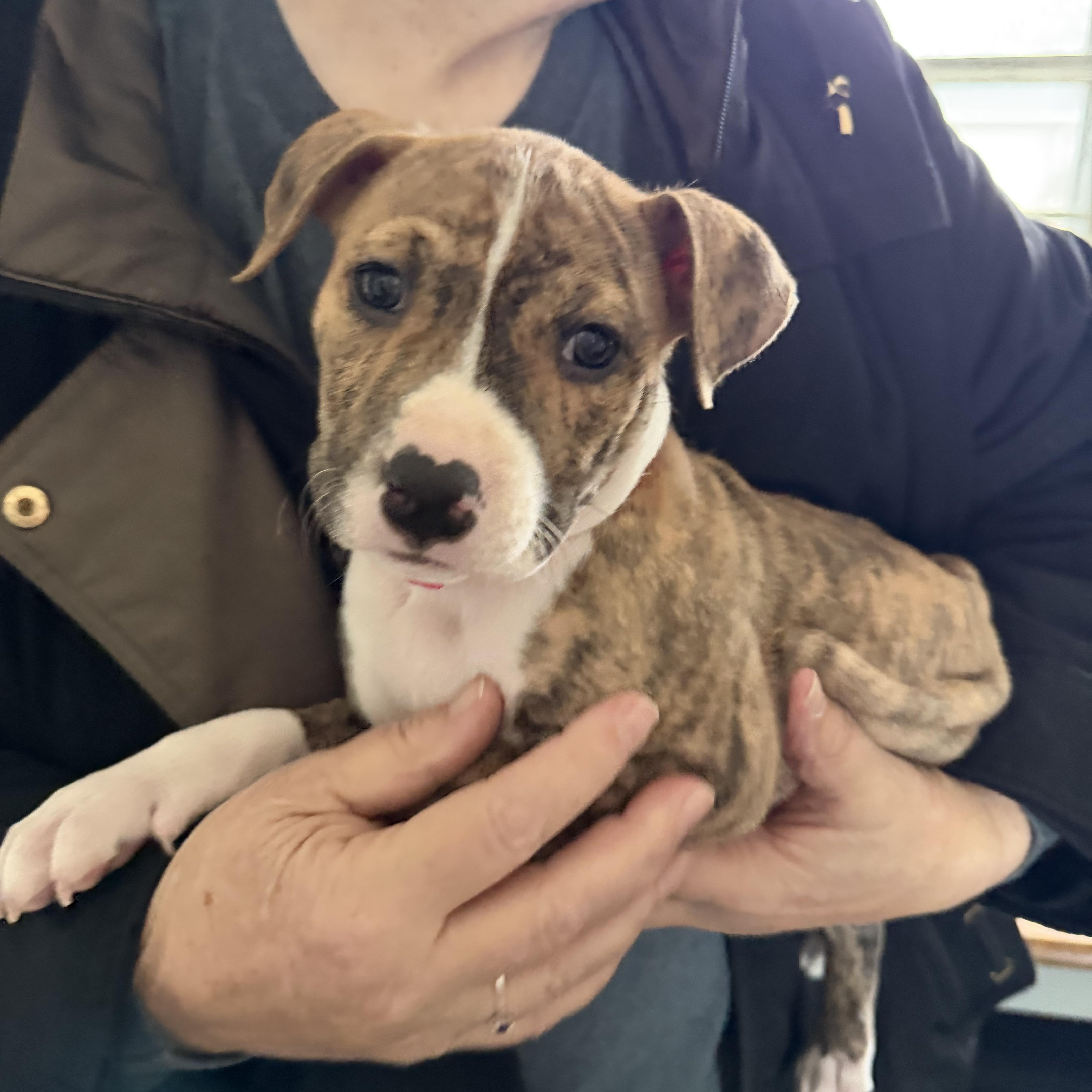 Enlarge Fae, a ADOPTABLE mixed breed in Bettendorf, IA image 2/4