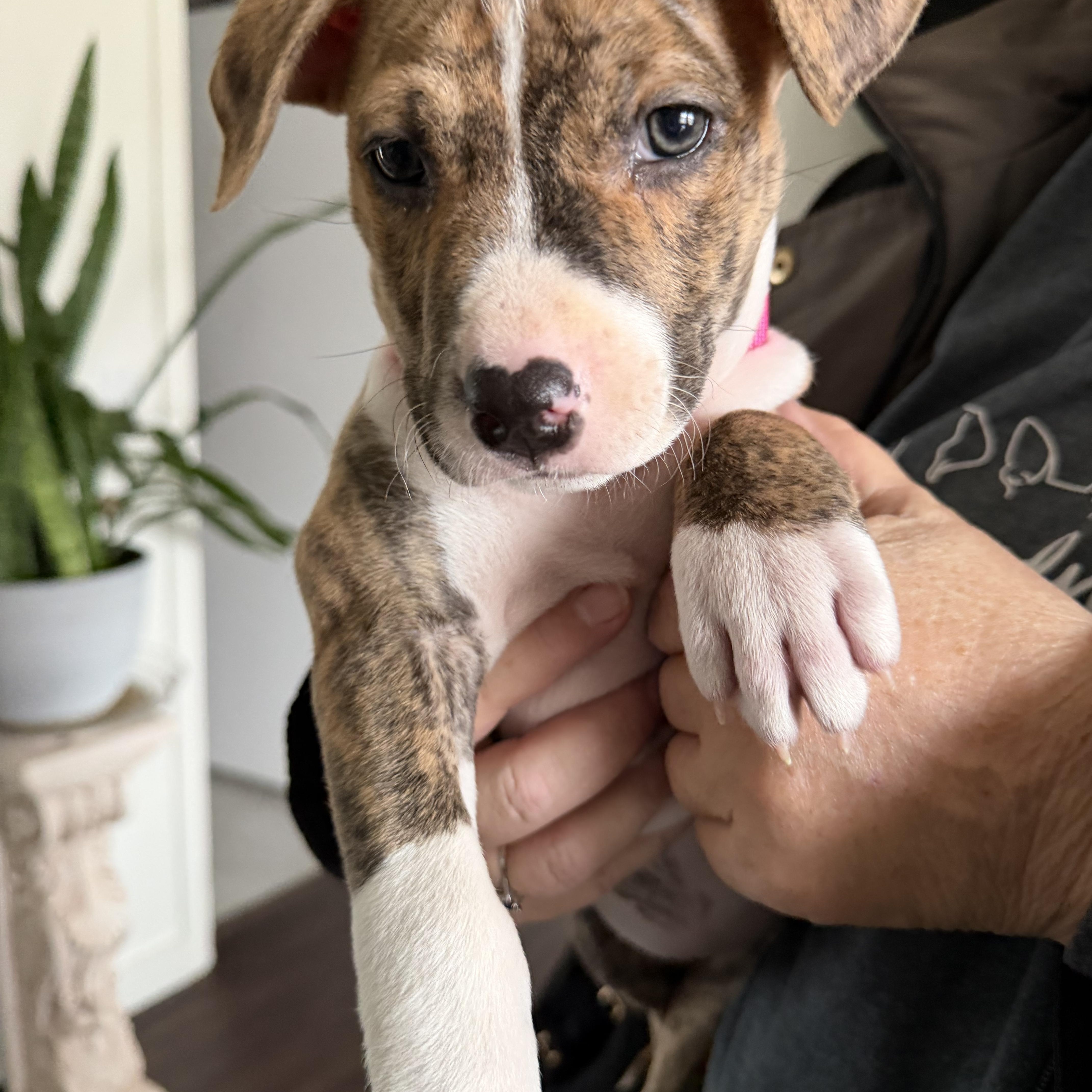 Enlarge Fae, a ADOPTABLE mixed breed in Bettendorf, IA image 3/4