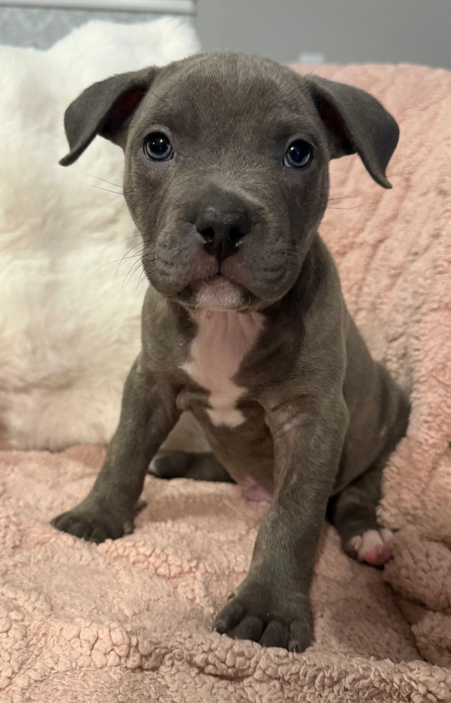 Dunkin — thumbnail 2