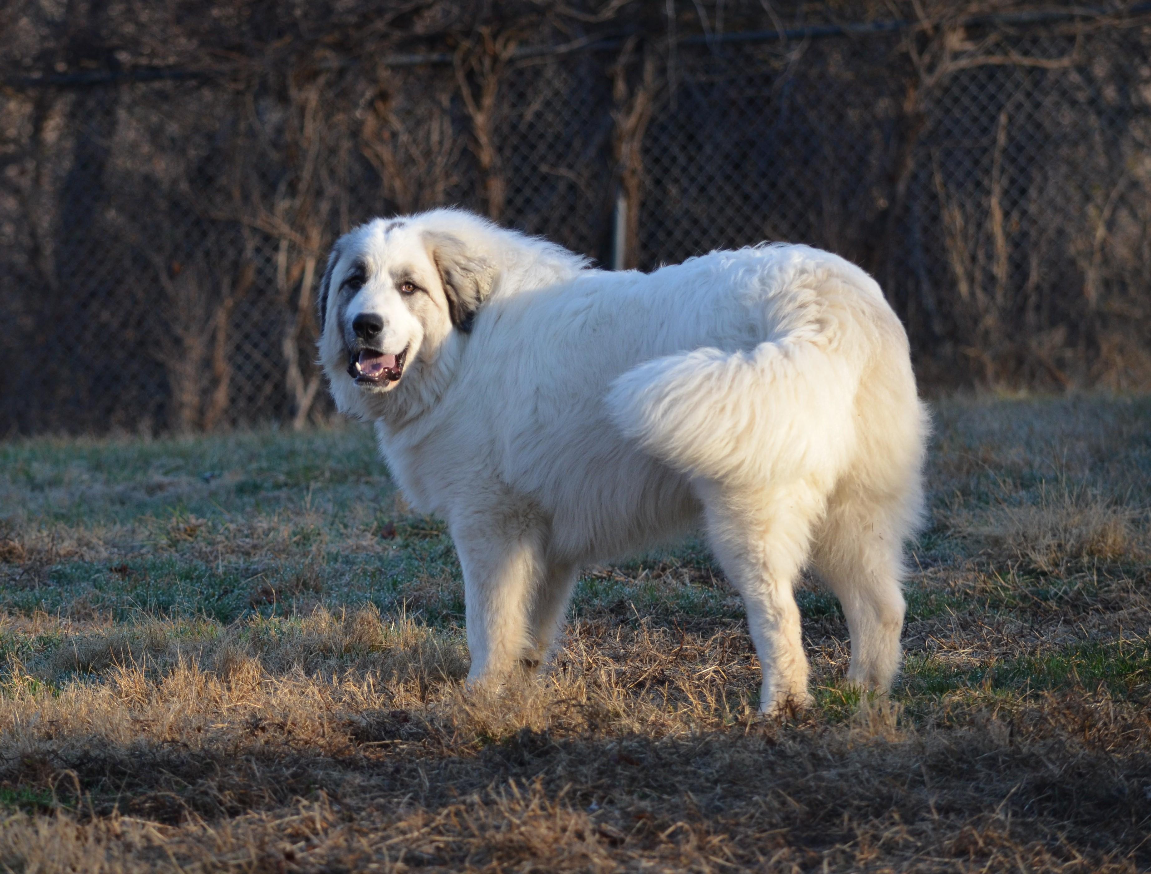 Enlarge Rocket , a ADOPTABLE Great Pyrenees in Amissville, VA image 4/4