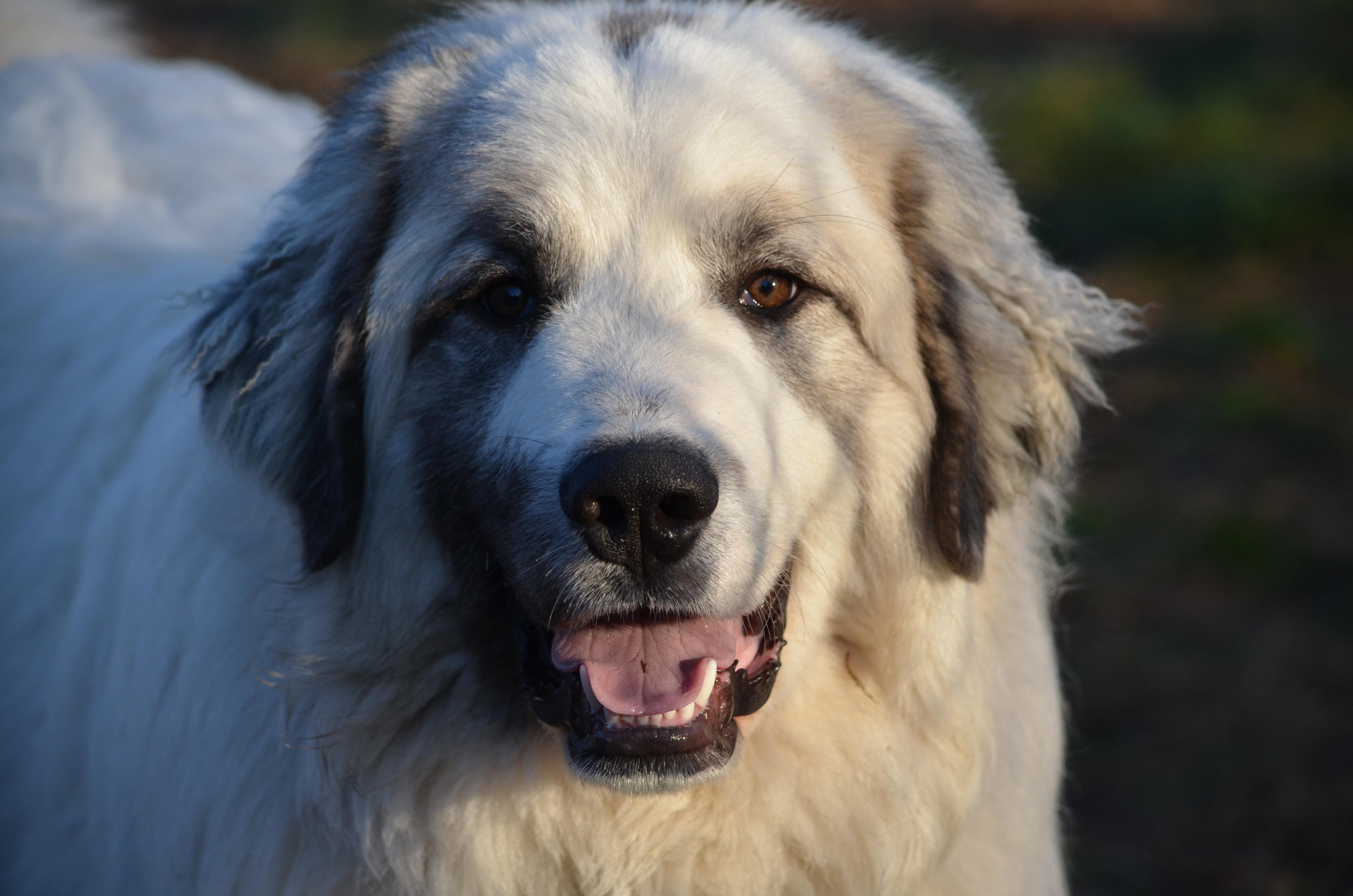 Enlarge Rocket , a ADOPTABLE Great Pyrenees in Amissville, VA image 3/4