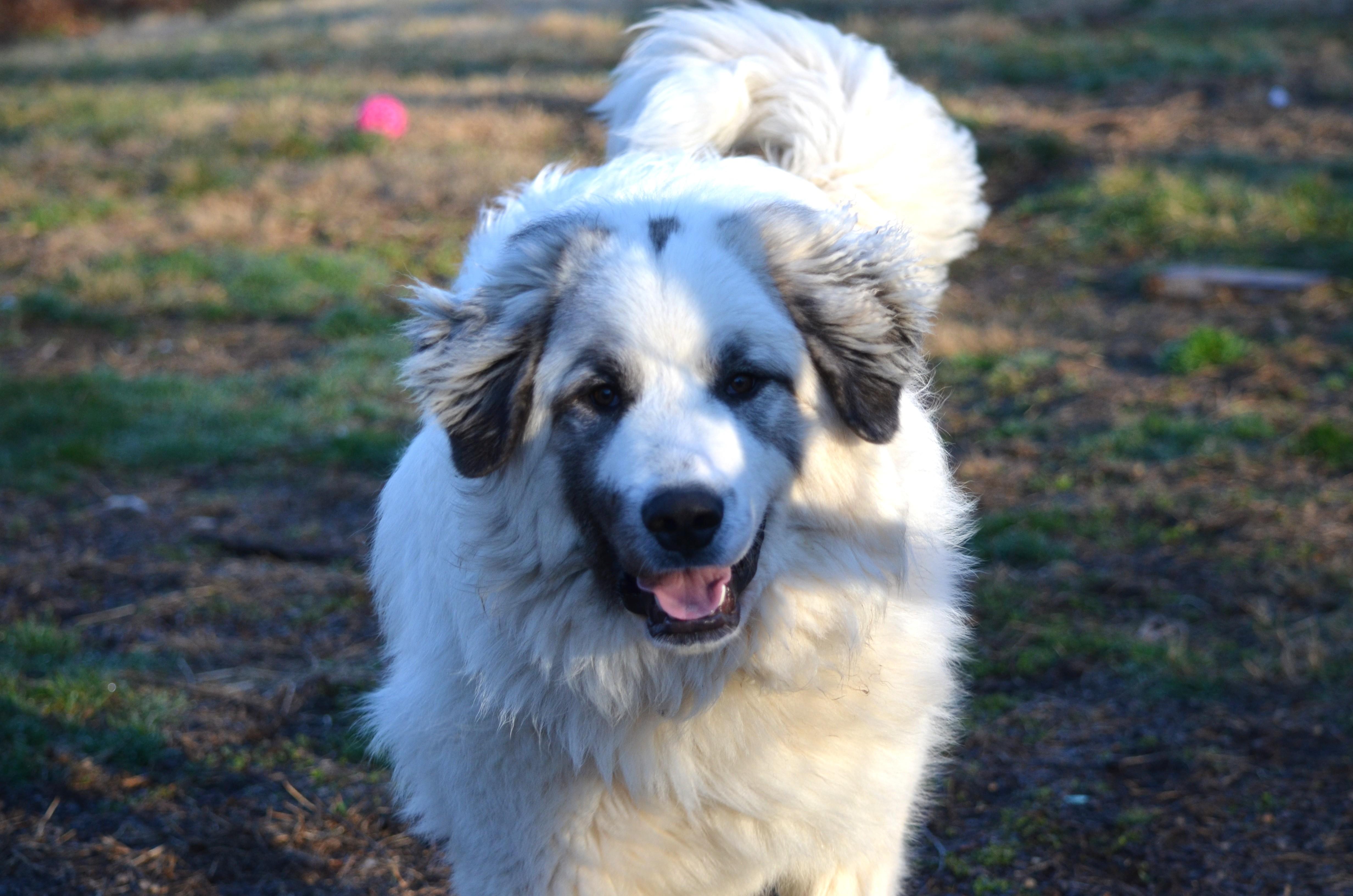 Enlarge Rocket , a ADOPTABLE Great Pyrenees in Amissville, VA image 2/4