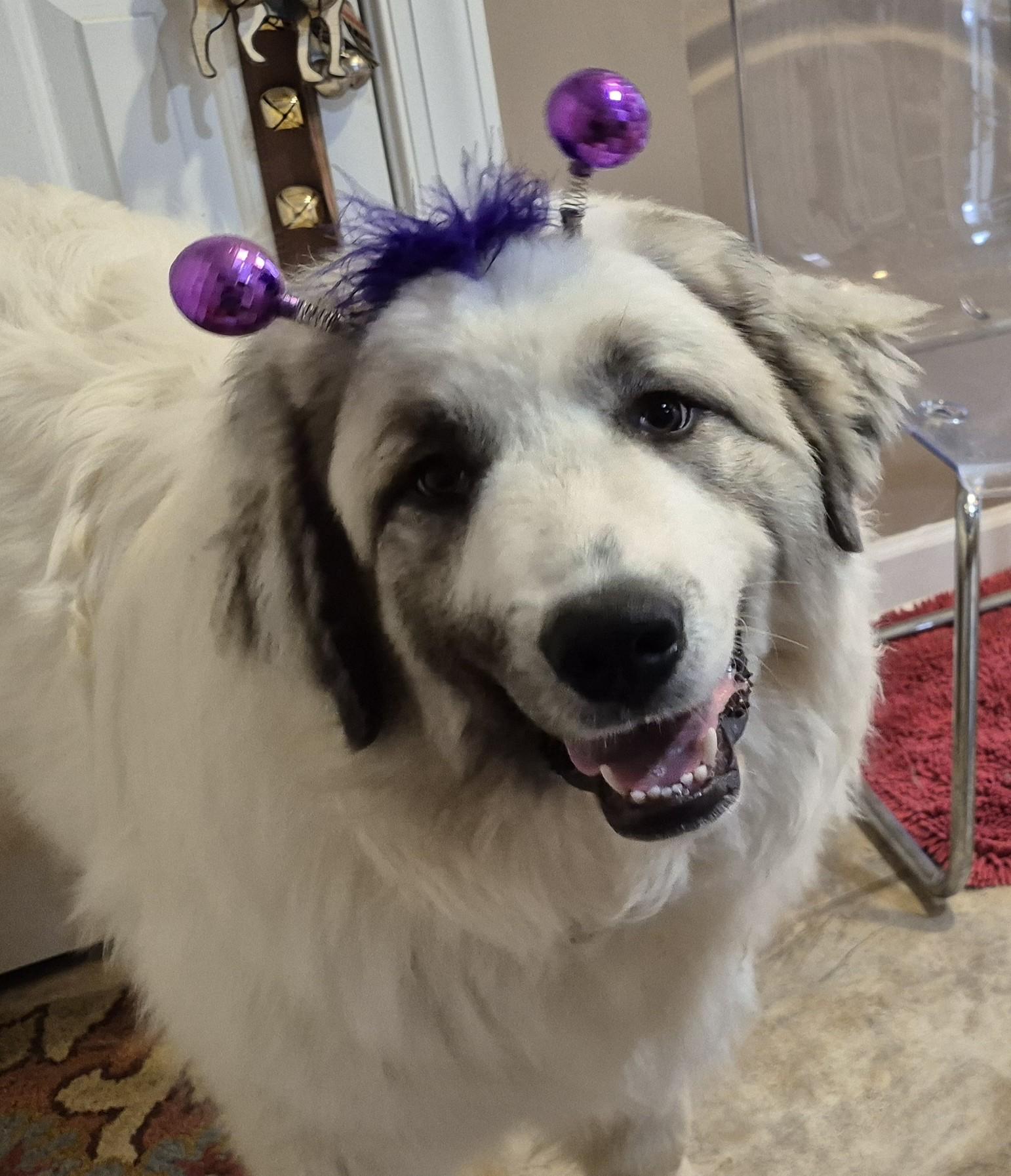 Enlarge Rocket , a ADOPTABLE Great Pyrenees in Amissville, VA image 1/4