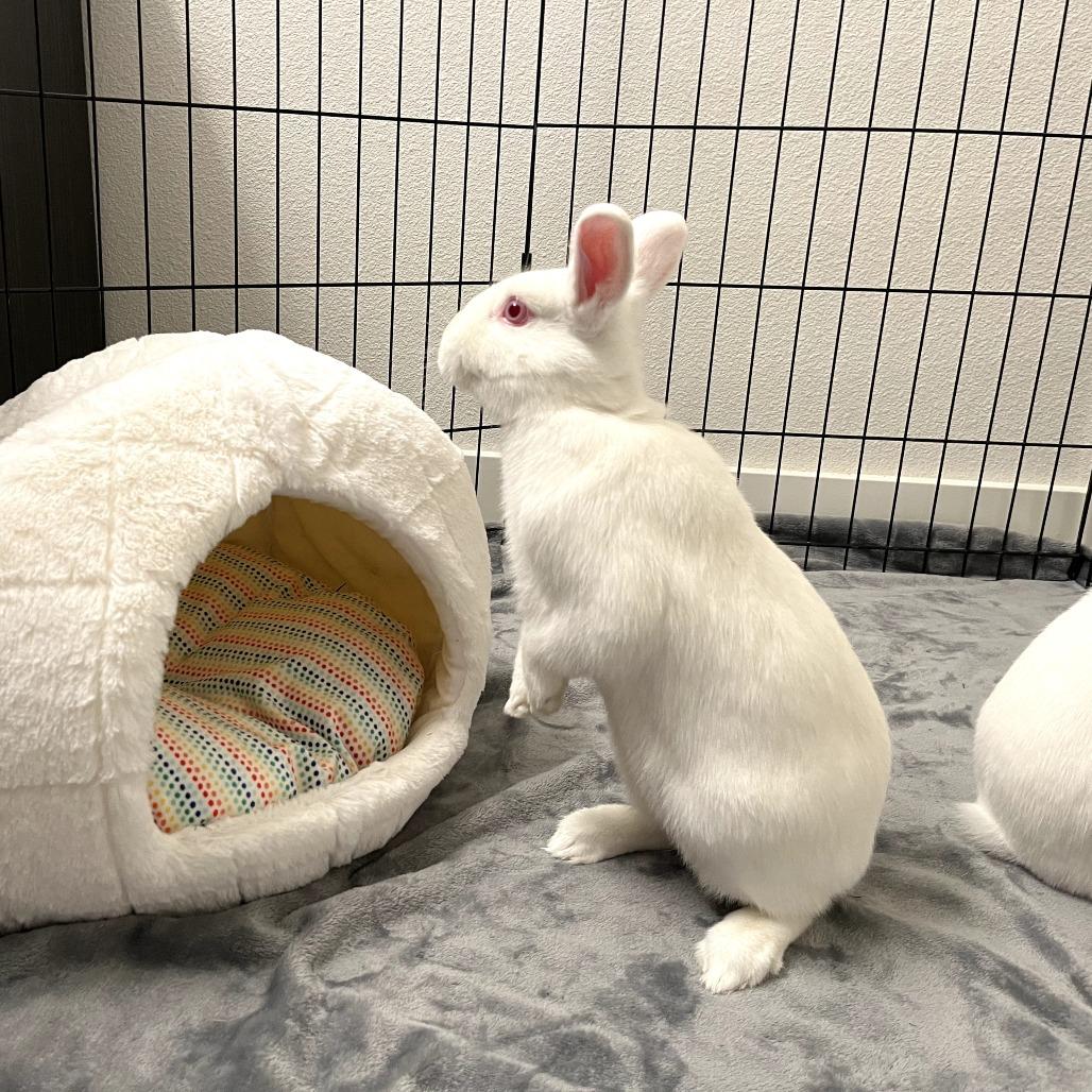 Curly, Adoptable, Young Male Florida White.