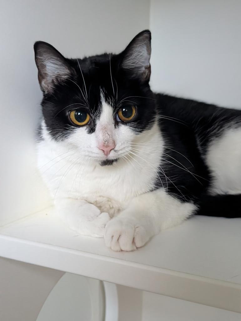 Sylvie, Adoptable, Young Female American Shorthair.
