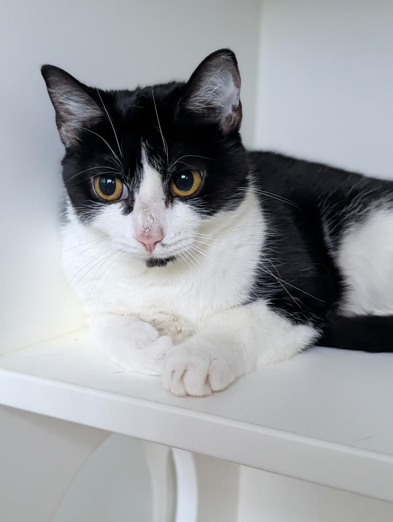 Sylvie, a Adoptable American Shorthair in Greenfield, IN image 2/3