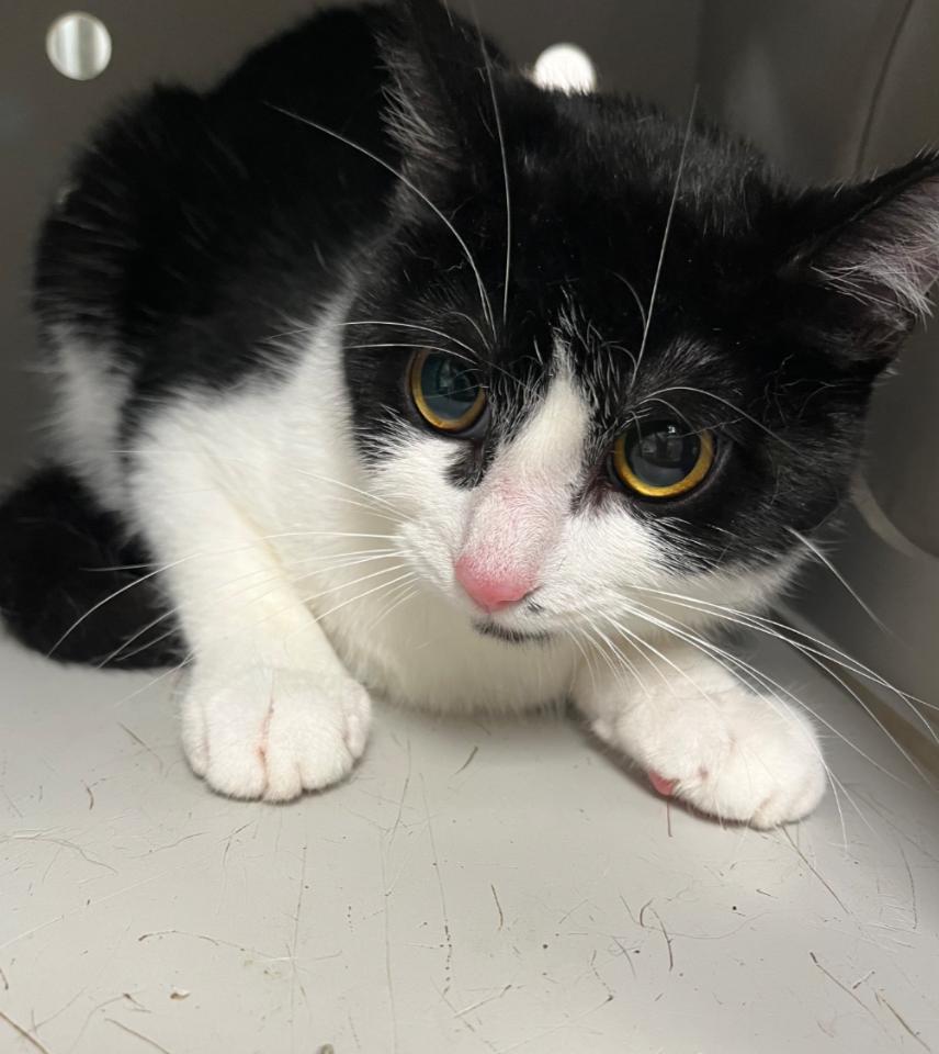 Sylvie, a Adoptable American Shorthair in Greenfield, IN image 3/3