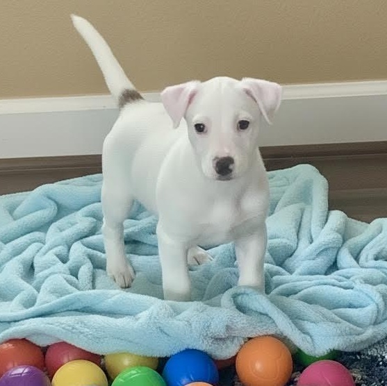 Enlarge Marie, a ADOPTABLE mixed breed in Midlothian, VA image 3/6