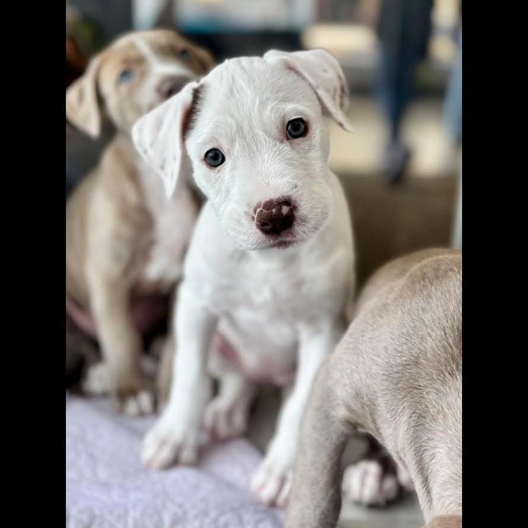 Marie, ADOPTABLE, Puppy Female American Staffordshire Terrier.