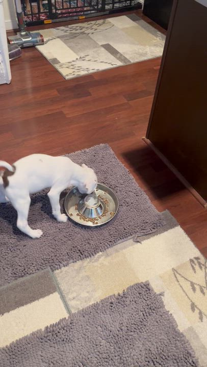 Enlarge Marie, a ADOPTABLE mixed breed in Midlothian, VA video 6/6