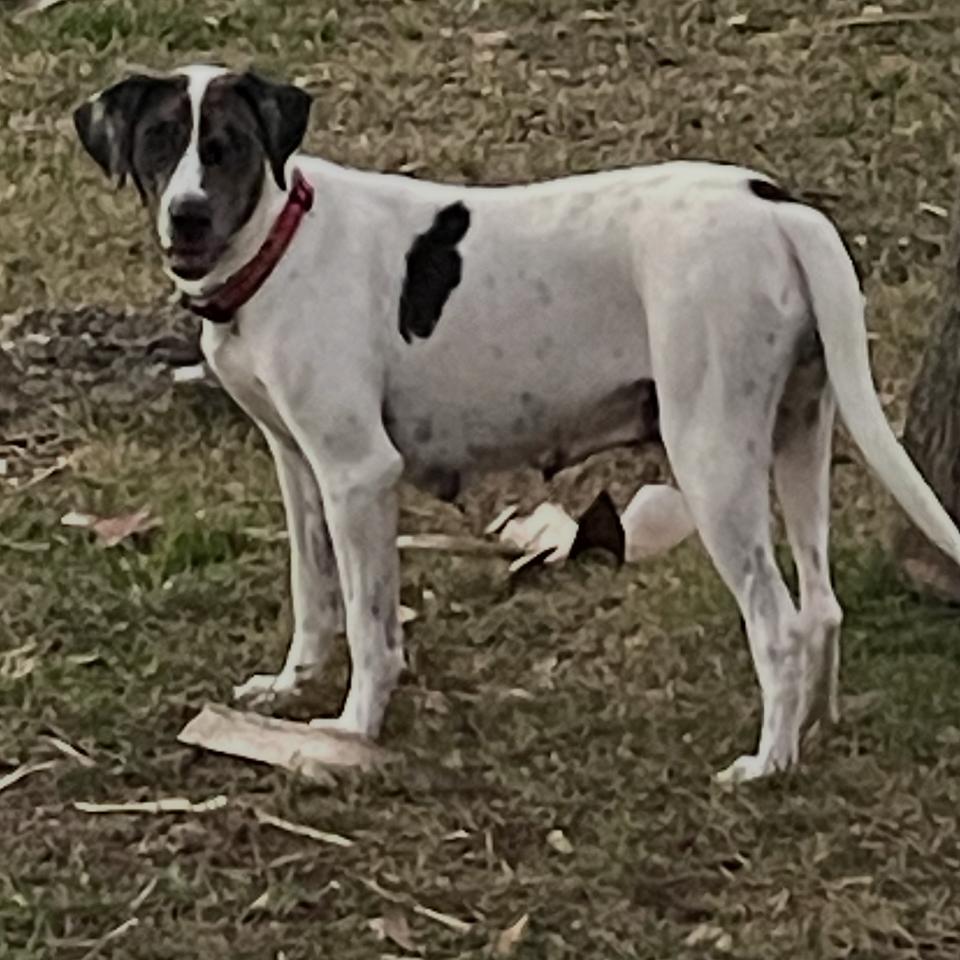 Daisy — thumbnail 2