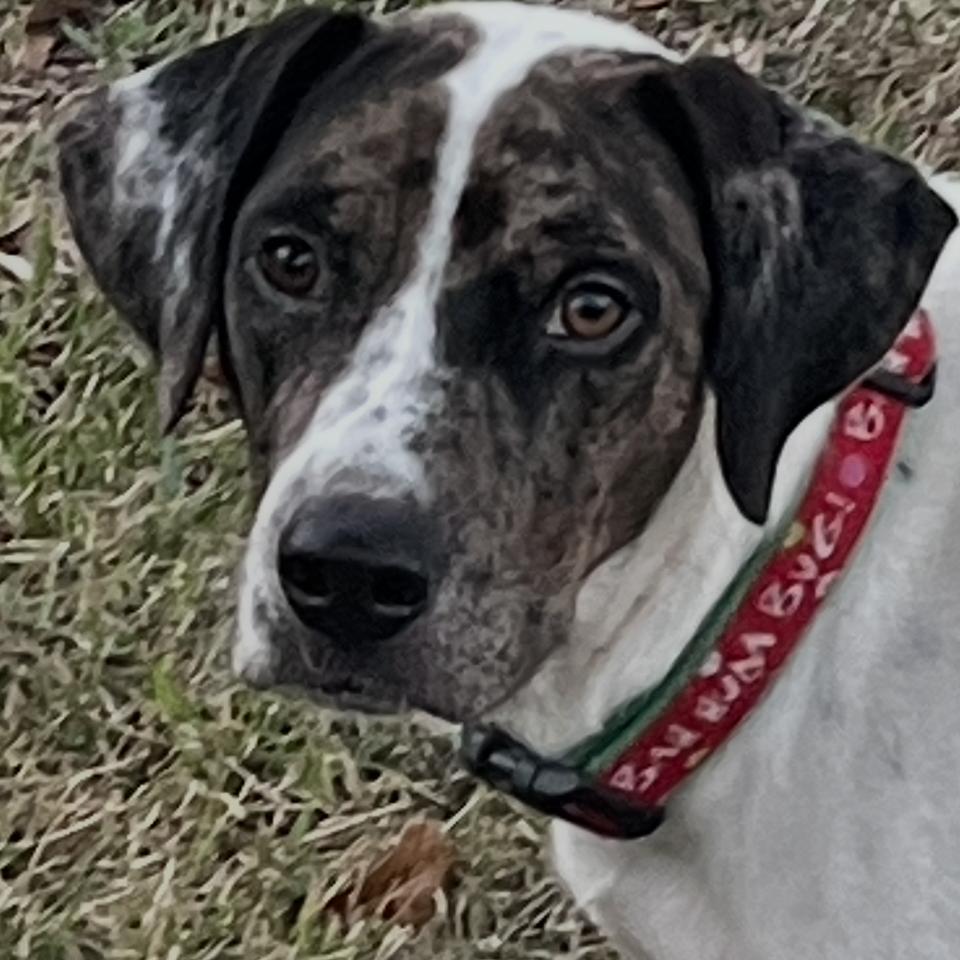 Daisy — thumbnail 3