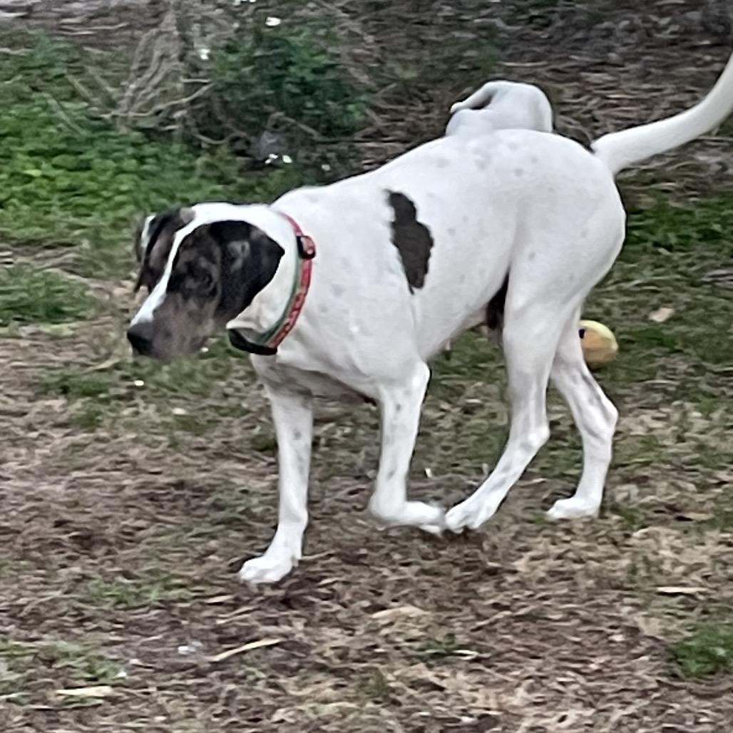 Daisy — thumbnail 4